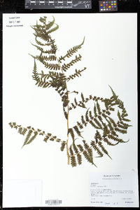 Diplazium diplazioides image