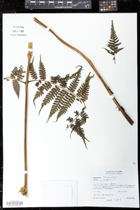 Diplazium diplazioides image