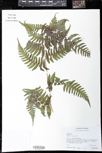 Diplazium ambiguum image