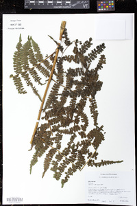 Diplazium hians image