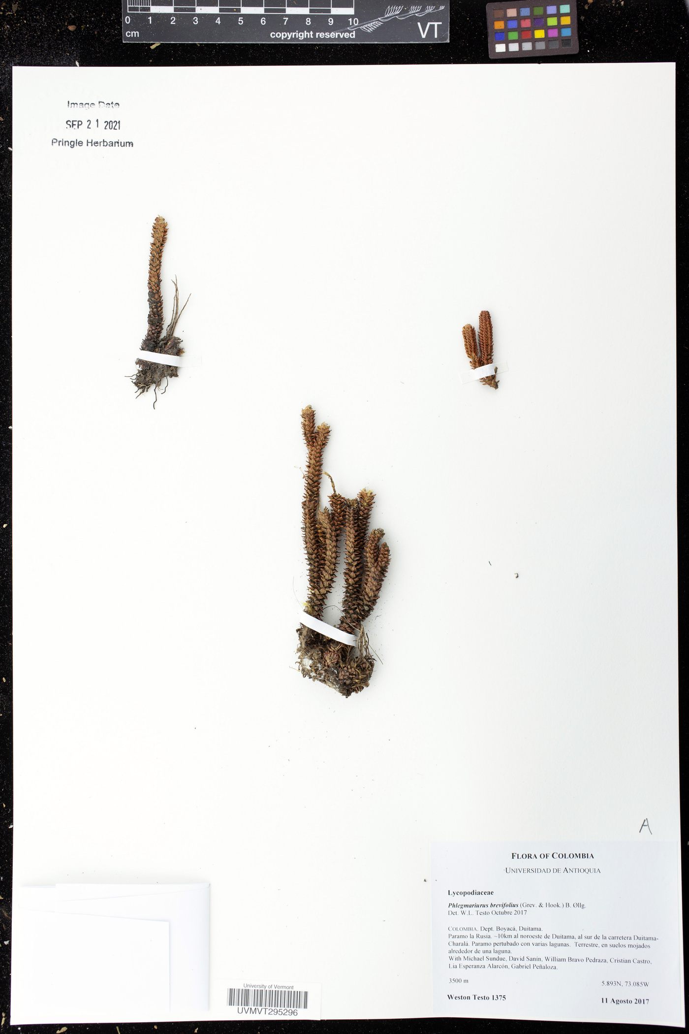 Phlegmariurus brevifolius image