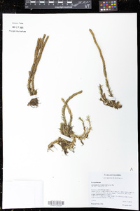 Phlegmariurus cruentus image
