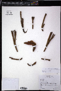 Phlegmariurus cocuyensis image