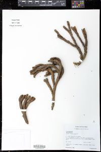 Phlegmariurus cocuyensis image