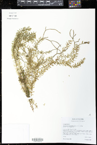 Phlegmariurus phylicifolius image