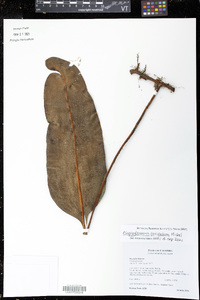 Elaphoglossum coriifolium image