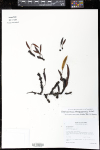 Elaphoglossum unduaviense image