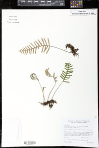 Pleopeltis polypodioides image