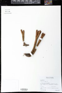 Phlegmariurus brevifolius image