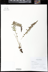 Blechnum asplenioides image