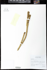 Media resource of Phlegmariurus ocananus