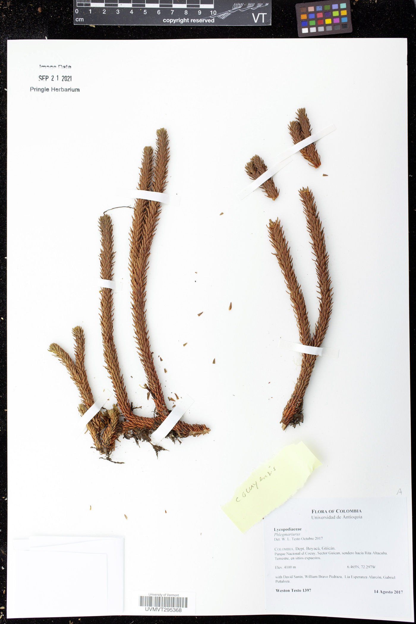 Phlegmariurus cocuyensis image