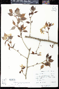 Prunus serrulata image