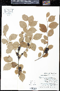 Prunus tomentosa image