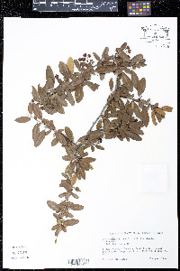 Pyracantha coccinea image