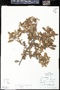Pyracantha crenulata image