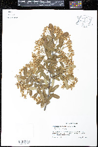 Pyracantha crenulata image