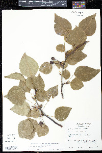 Pyrus calleryana image