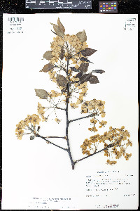Pyrus calleryana image