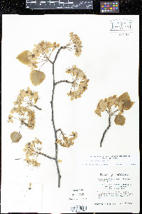 Pyrus calleryana image