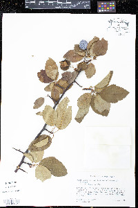 Pyrus ioensis image