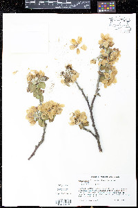 Malus sylvestris image
