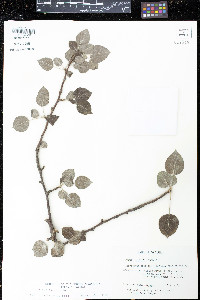 Pyrus nivalis image