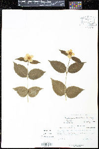Rhodotypos scandens image