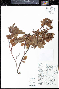 Rosa blanda image