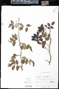 Rosa canina image