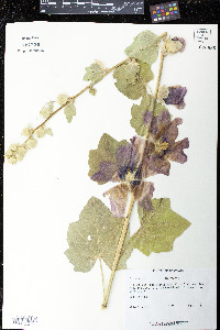 Alcea rosea image