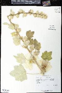 Alcea rosea image