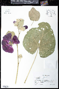 Alcea rosea image
