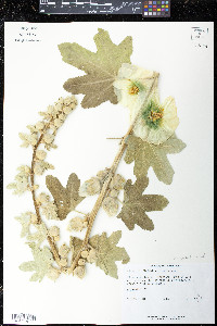 Media resource of Alcea ficifolia