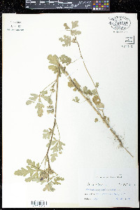 Hibiscus trionum image