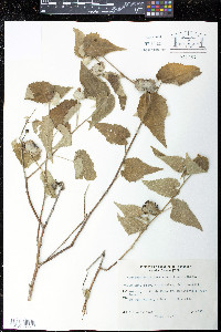 Hochreutinera hasslerana image