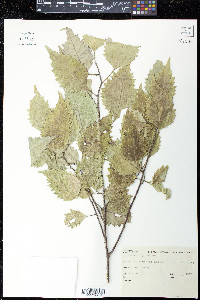 Hoheria populnea image