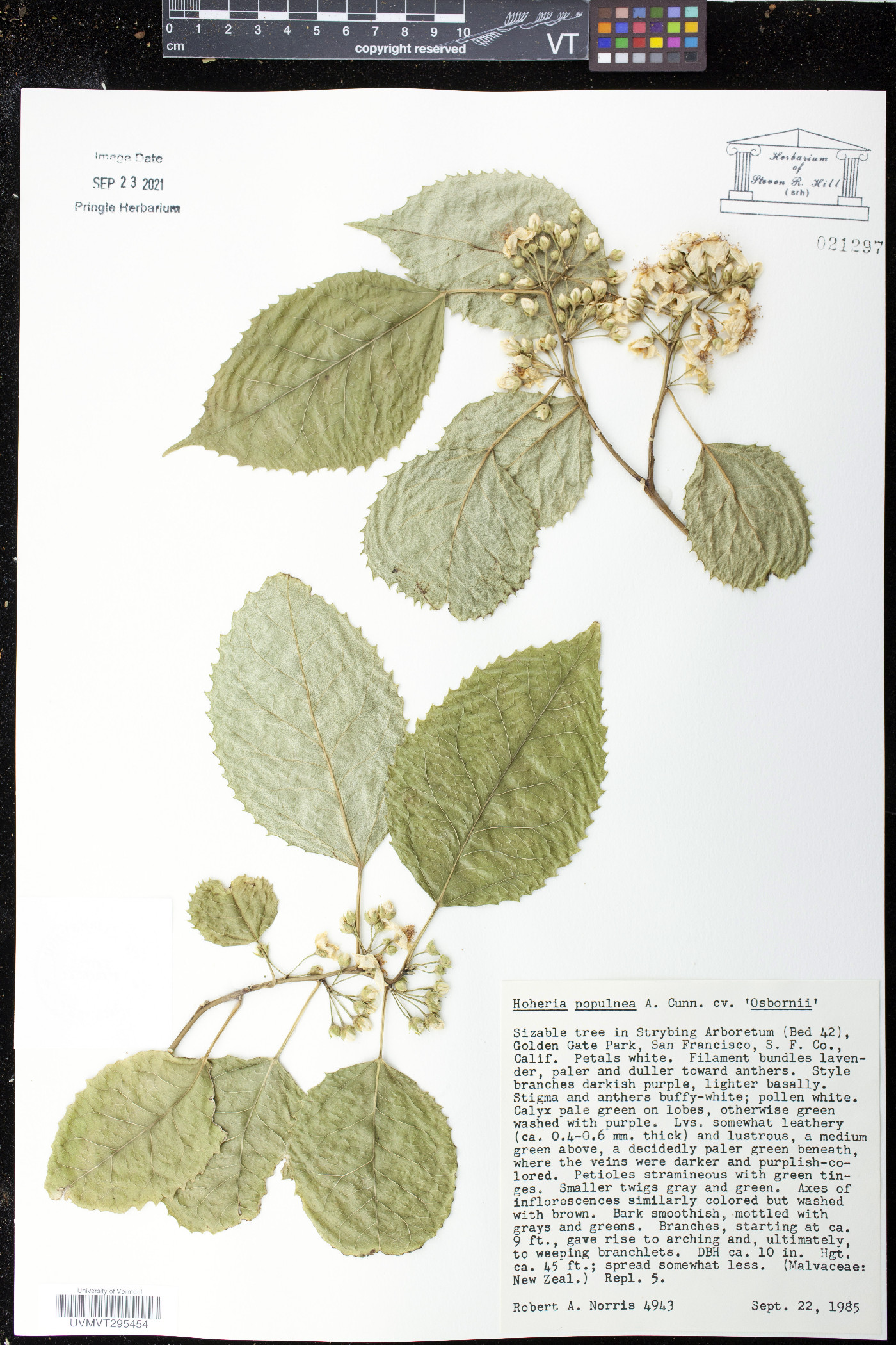Hoheria populnea image
