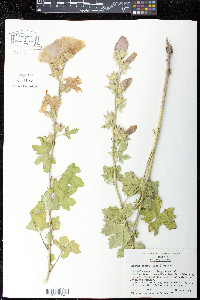 Iliamna bakeri image