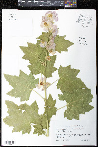 Iliamna remota image