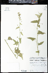 Kosteletzkya depressa image