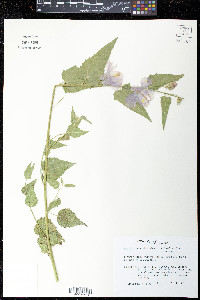 Kosteletzkya virginica image
