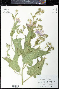 Kosteletzkya virginica image