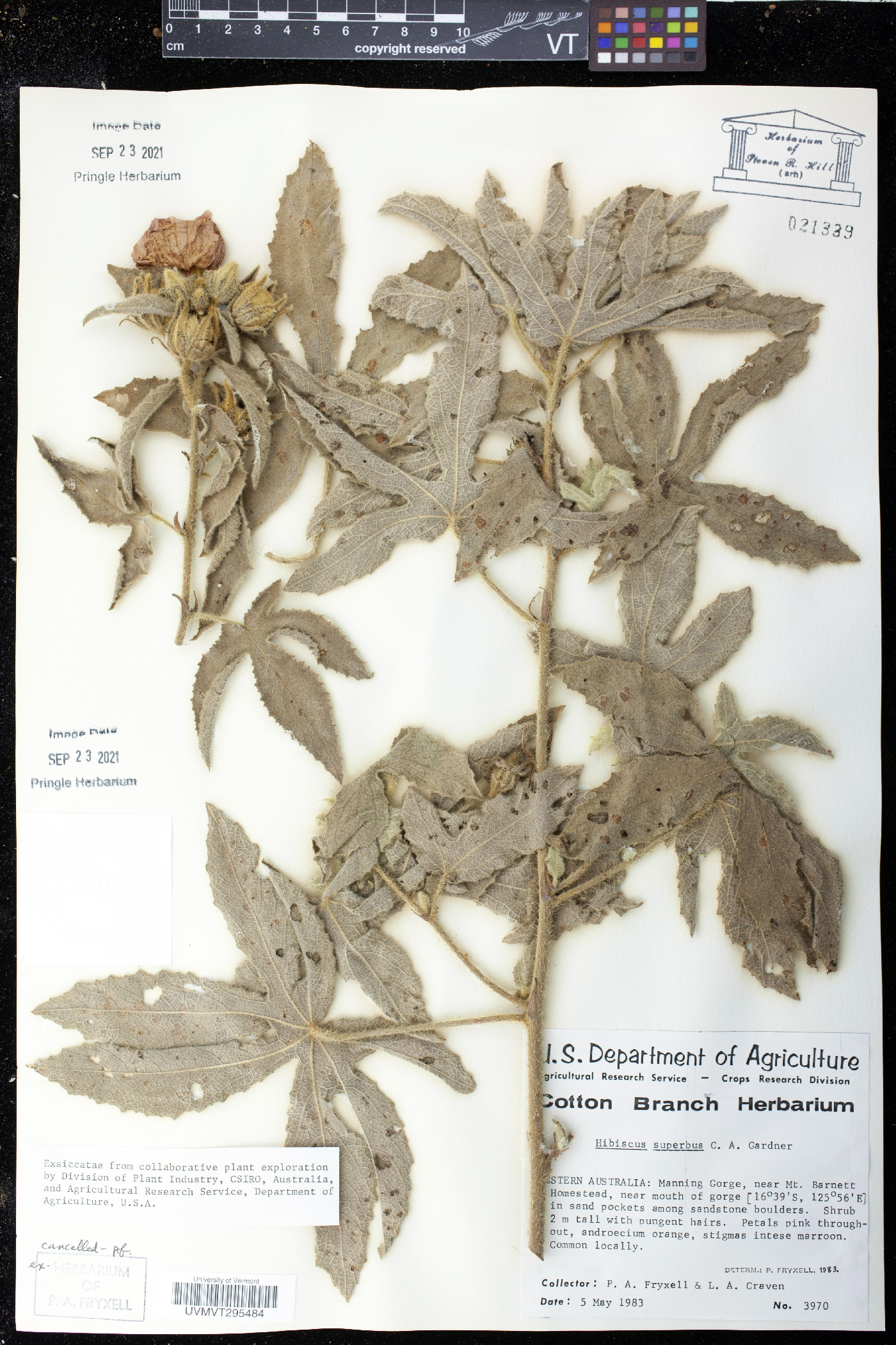 Hibiscus superbus image