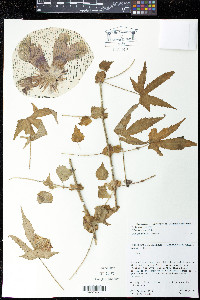 Hibiscus surattensis image