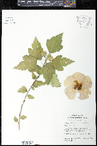 Hibiscus syriacus image