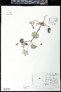 Eremalche rotundifolia image