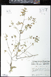 Media resource of Gaya domingensis