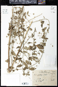 Gaya gracilipes image