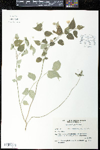 Media resource of Gaya gracilipes